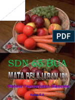 Alat Pencernaan Manusia