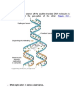 Dna Replication