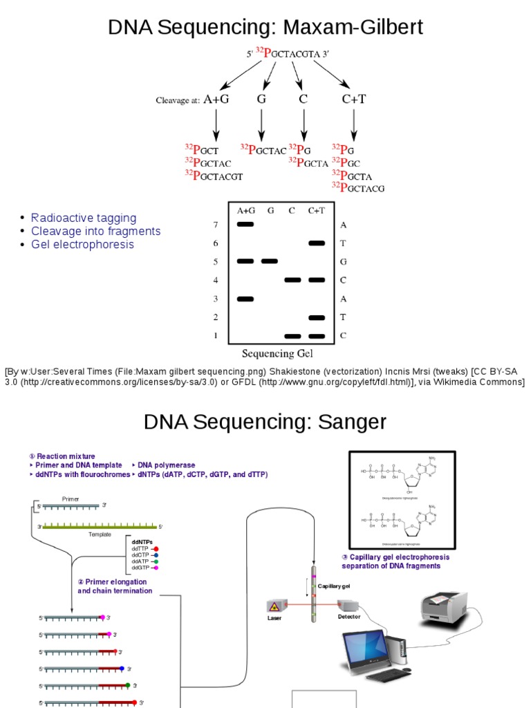 DNA Sequencing: Maxam-Gilbert: Radioactive Tagging Cleavage Into ...