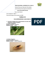 Filo Artrhopada Clase Insecta Tarea 3