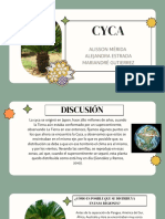 Cycas