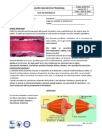 Sistema Muscular