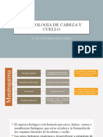 Embrio Cabeza y Cuelo CMF