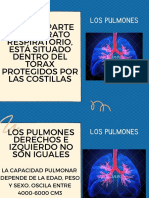 Los Pulmones