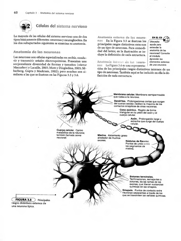 Anatomía de las Neuronas: Estructuras Clave | PDF | Sinapsis | Neurona