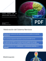 Clase 2 Mielinización, Arborización Dendrítica y Apoptosis Como Bases de La Plasticidad Neuronal