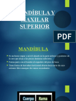 Mandíbula y Maxilar Superior