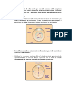 Mitosis y Meiosis - P3