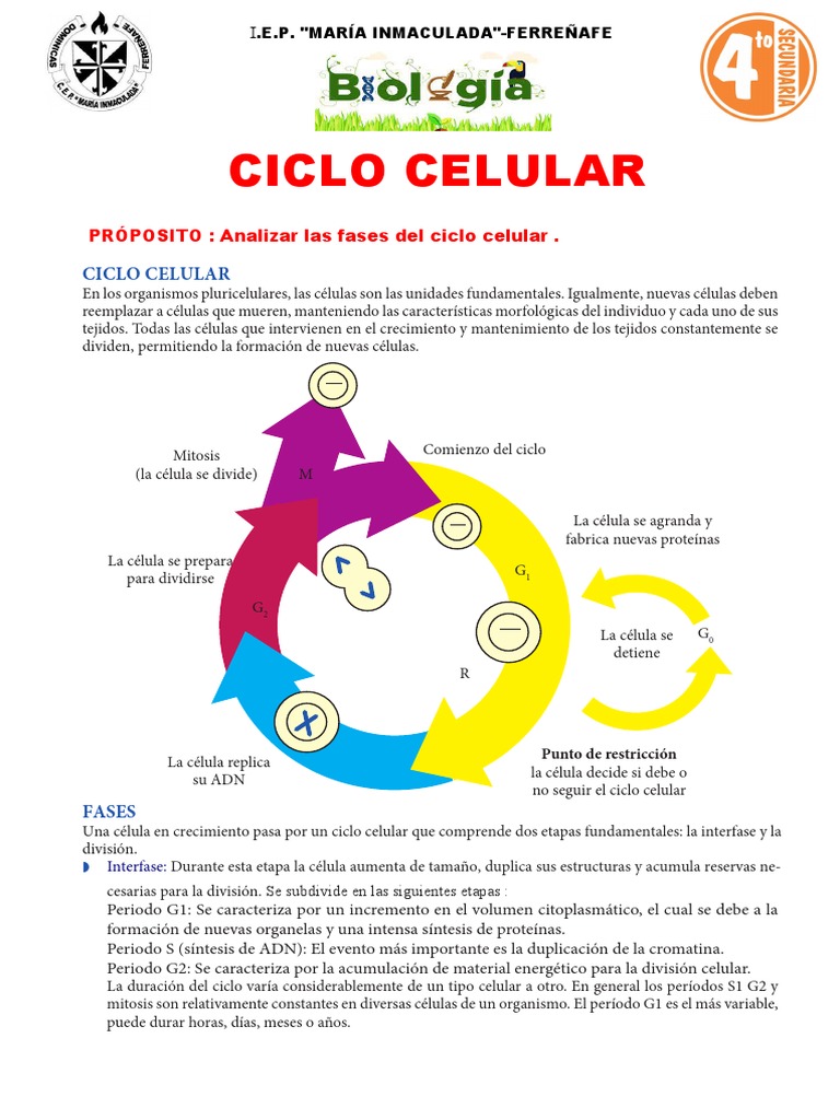 Fases del Ciclo Celular y Mitosis | PDF | Mitosis | Mitosis