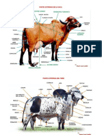 Partes Externas Del Ganado Vacuno