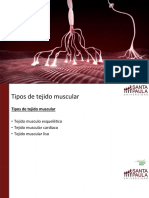 Contracción muscular: tipos de tejido y mecanismo general