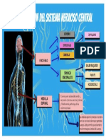 Organizacion Del Sistema Nervioso Central