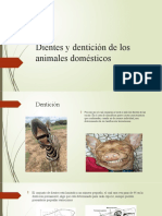 Dientes y Dentición de Los Animales Domésticos