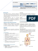 Sistema Endocrino Humano