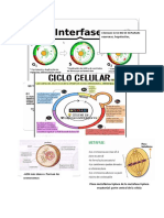 Ciclo Celular 2