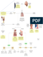 Mapa Coneptual Fisiopatologia Cardiorrespiratorio