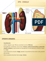 Anatomía 