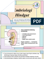 Embriologi Hindgut dan Malformasi Anorektal