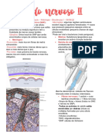 Tecido Nervoso II