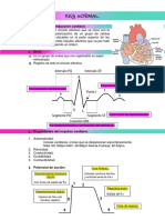 Ekg Normal