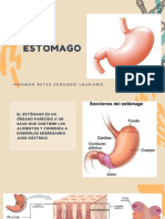 Estomago - Histología