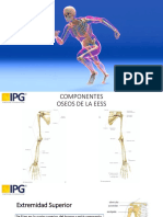 Aparato Locomotor - Huesos de EESS