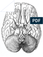 anatomia