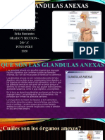 Glandulas Anexas