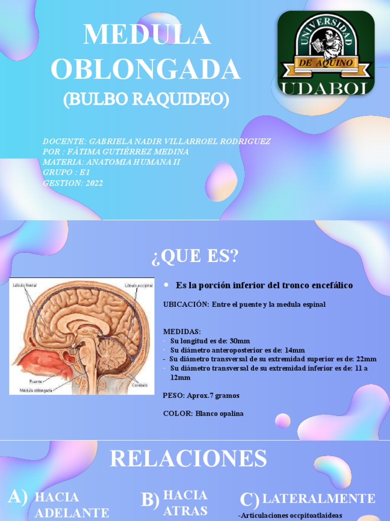 Bulbo Ra | PDF | Anatomía | Anatomía humana
