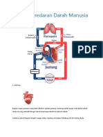 Sistem Peredaran Darah Manusia