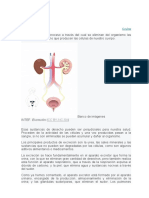 La Excreción