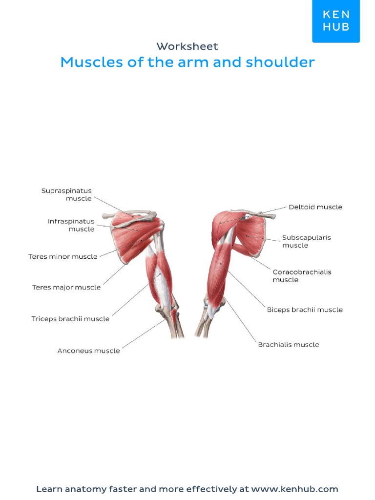 Worksheet Muscles Arm Shoulder Labeled | PDF