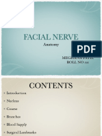 Facial Nerve - Anatomy
