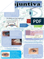 Conjuntiva Infografia