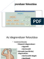 24 Az Idegrendszer Felosztása