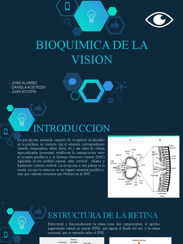 Bioquímica de la Visión y Corteza Visual | PDF | Percepción visual | Retina