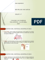 Sistema Respiratorio