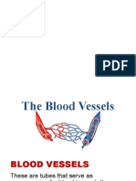 Circulatory System (Blood Vessels)