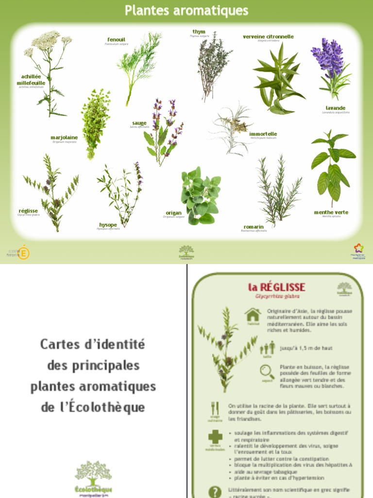 L'origan, une plante médicinale majeure - Propriétés, bienfaits, histoire  et recettes- Plantes et Santé