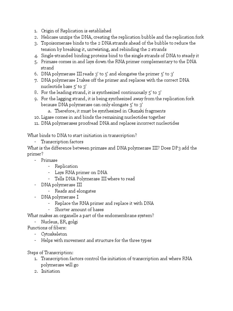 P1 DNA Replication, Transcription, & Translation PDF Dna