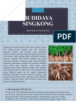 Budidaya Singkong