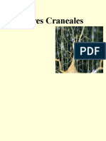 Pares-Craneales 1