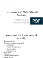 4 The Female and Male External Genitalia Diya