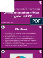 Conexiones Interhemisfericas - Irrigacion Nico 1