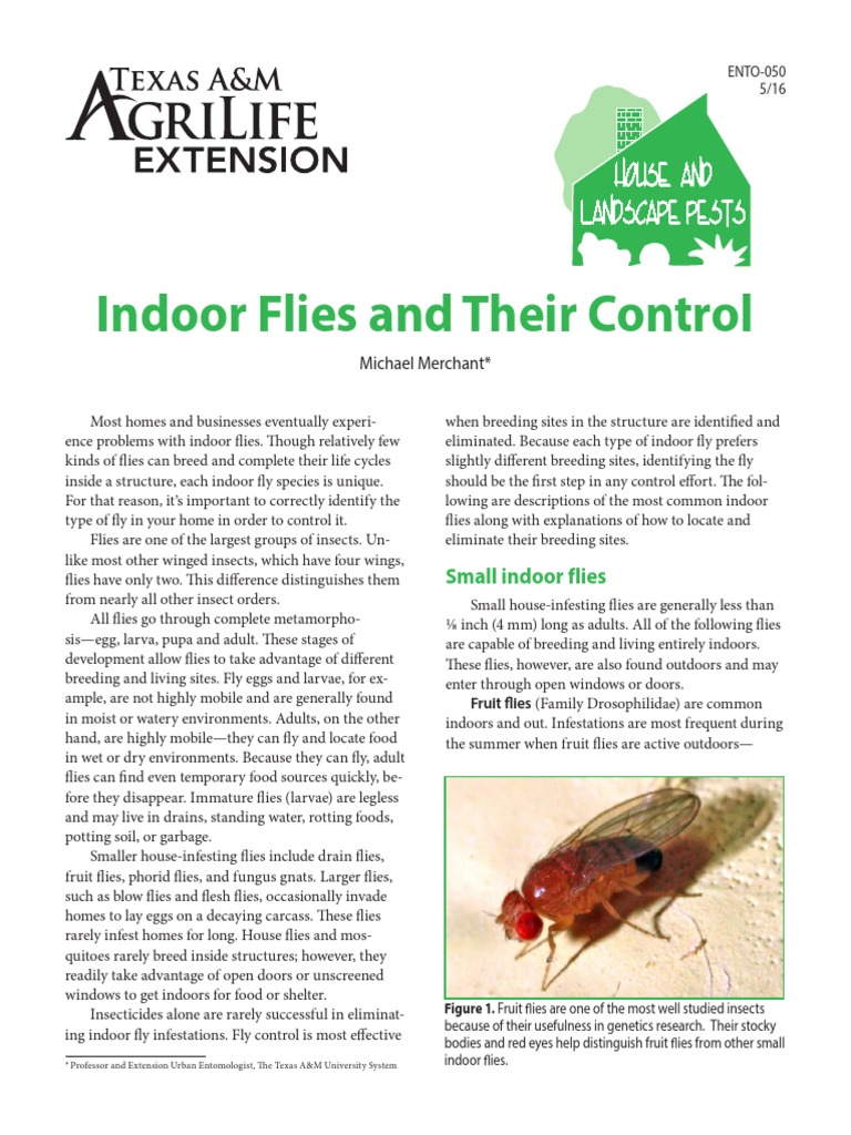 How To Get Rid of Flies in House PDF Fly Houseplant