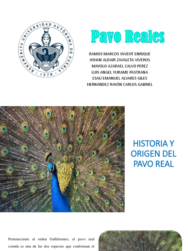 Pavo Reales Exposicion PDF | PDF | Especialidades Medicas | Medicina CLINICA, image size:768x1024