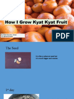 How I Grow Kyat Kyat Fruit: By: Mark Vincent A. Tomas 1A-AB Pol Sci South