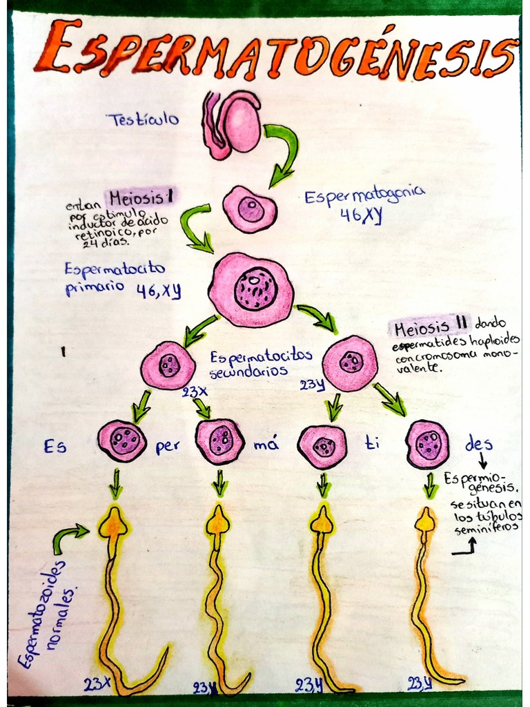 Gametogénesis | PDF