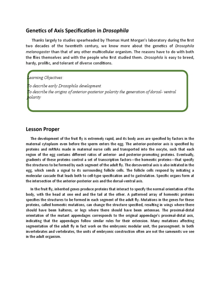 of Axis Specification in Drosophila PDF Biotechnology