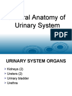 General Anatomy of Urinary System